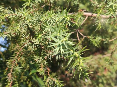 Smriča Juniperus oxycedrus