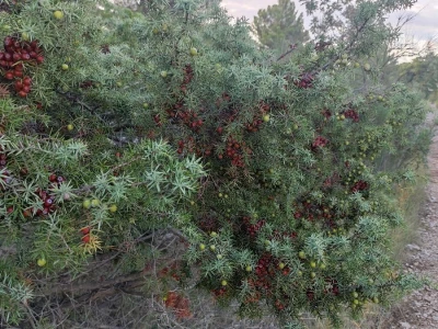 Smriča Juniperus oxycedrus
