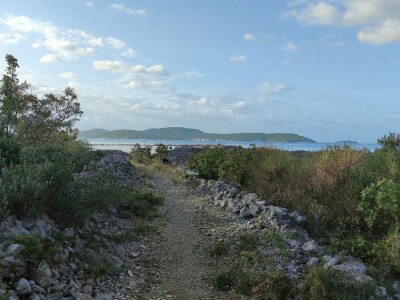 Smriča Juniperus oxycedrus