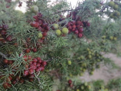 Smriča Juniperus oxycedrus