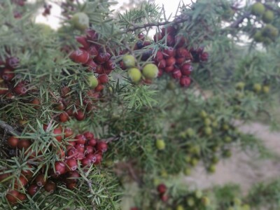 Smriča Juniperus oxycedrus