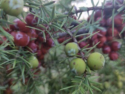 Smriča Juniperus oxycedrus