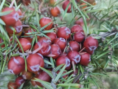 Smriča Juniperus oxycedrus