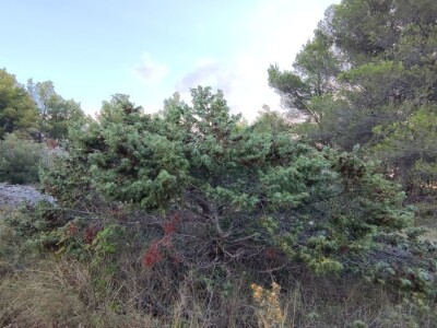 Smriča Juniperus oxycedrus
