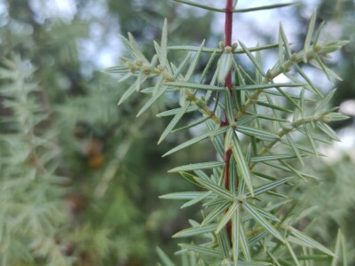 Smriča Juniperus oxycedrus