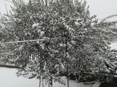 Snijeg i led u maslinicima Dalmatinske zagore Snijeg i led u maslinicima Dalmatinske zagore