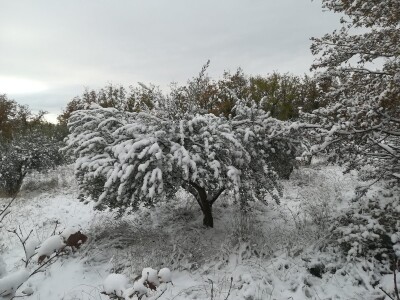 Snijeg i led u maslinicima Dalmatinske zagore Snijeg i led u maslinicima Dalmatinske zagore