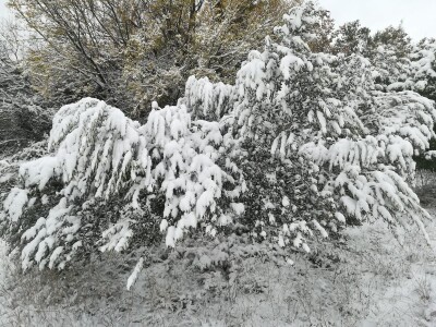 Snijeg i led u maslinicima Dalmatinske zagore Snijeg i led u maslinicima Dalmatinske zagore