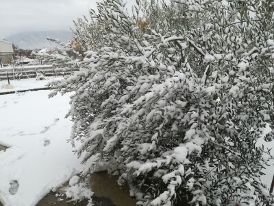 Snijeg i led u maslinicima Dalmatinske zagore Snijeg i led u maslinicima Dalmatinske zagore