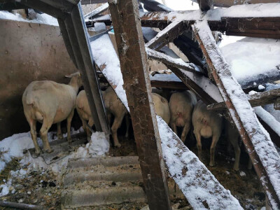 Snijeg u Njemačkoj Snijeg u Njemačkoj