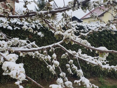 Snijeg u proljeće Snijeg u proljeće