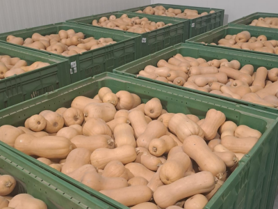 Uzgoj butternut tikve