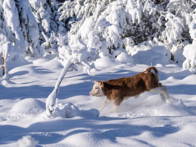 Snježna idila u Lici