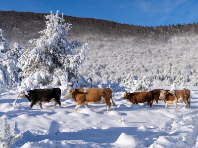 Snježna idila u Lici