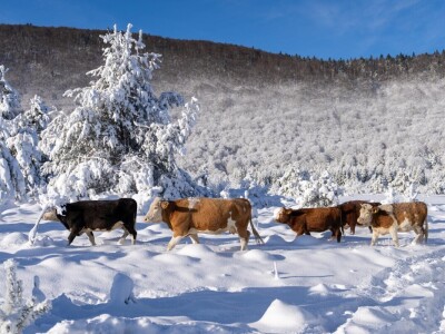 Snježna idila u Lici