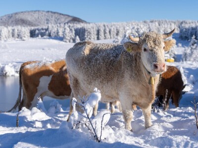 Snježna idila u Lici