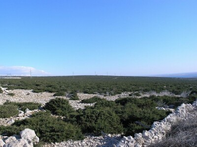 Sobina i čagljevi ugrožavaju paško ovčarstvo