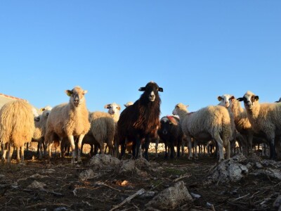 Sobina i čagljevi ugrožavaju paško ovčarstvo