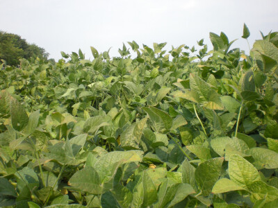 Soja u odličnoj kondiciji