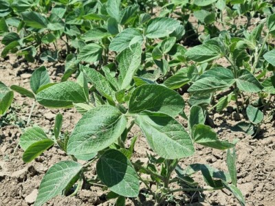 Soja na slavonskim ravnicama