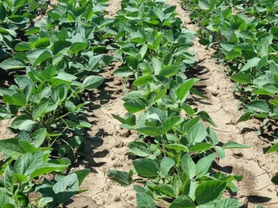 Soja na slavonskim ravnicama