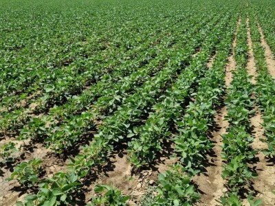 Soja na slavonskim ravnicama