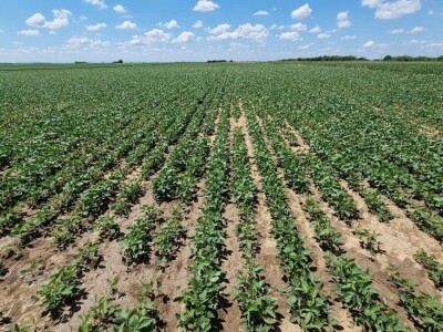 Soja na slavonskim ravnicama