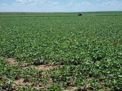 Soja na slavonskim ravnicama