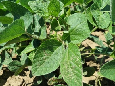 Soja na slavonskim ravnicama