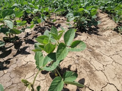 Soja na slavonskim ravnicama