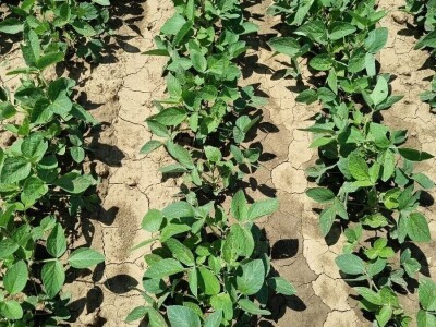 Soja na slavonskim ravnicama