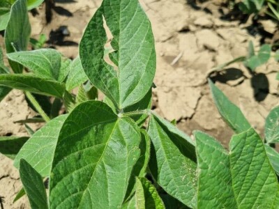 Soja na slavonskim ravnicama