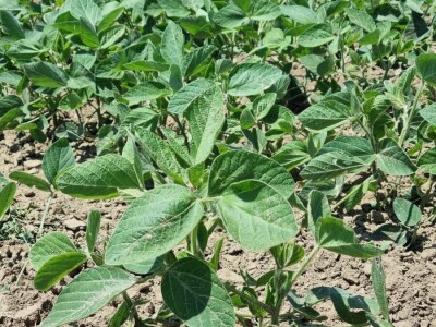 Soja na slavonskim ravnicama