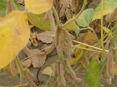 Dani polja Poljoprivrednog Instituta Osijek