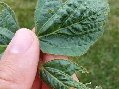 Fitotoksičnost soje