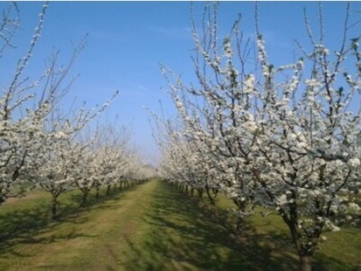 Šljivik u Bobarama u punoj cvatnji