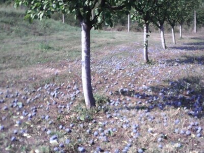 Uzgajaju uglavnom rakjske sorte šljiva