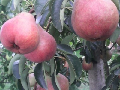 Kruška crvena viljamovka