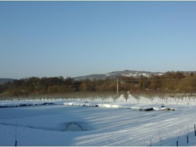 Ribnjak u Bobarama a iza njega šljivik u zimskom ruhu