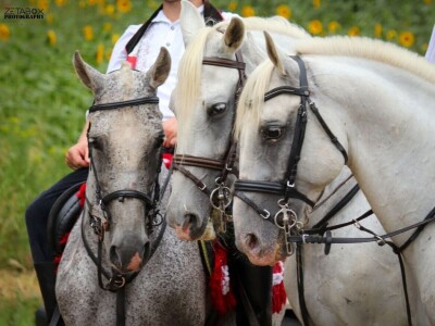 Šokačka alka Šokačka alka
