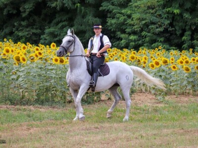 Šokačka alka Šokačka alka