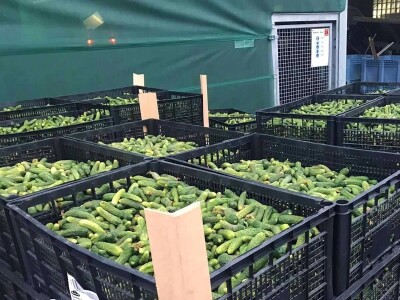 Šokantne fotografije bh. kornišona Šokantne fotografije bh. kornišona