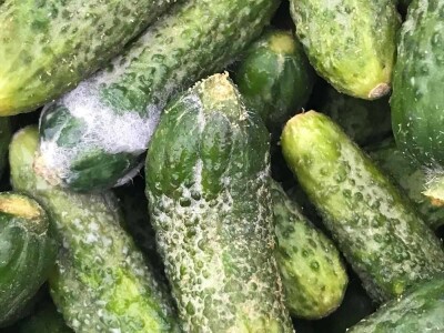 Šokantne fotografije bh. kornišona Šokantne fotografije bh. kornišona