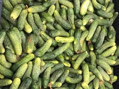 Šokantne fotografije bh. kornišona Šokantne fotografije bh. kornišona