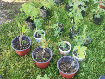 Sokol Šalja - od pekara do voćara