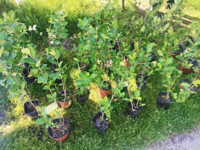 Sokol Šalja - od pekara do voćara