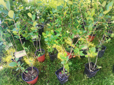 Sokol Šalja - od pekara do voćara