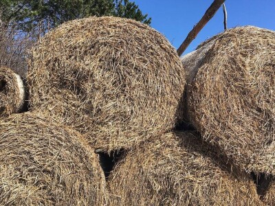 Sokolske kolibe: Genetički centar