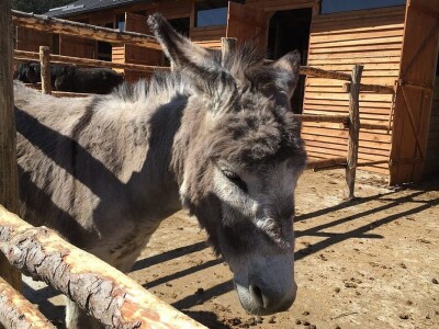Sokolske kolibe: Genetički centar