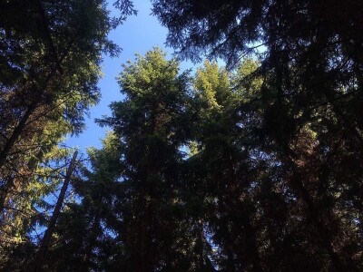 Sokolske kolibe: Genetički centar